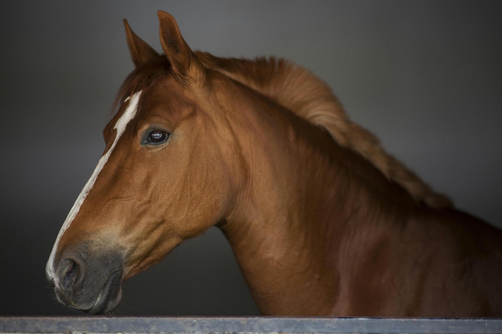 Specialist Vets in Aiken